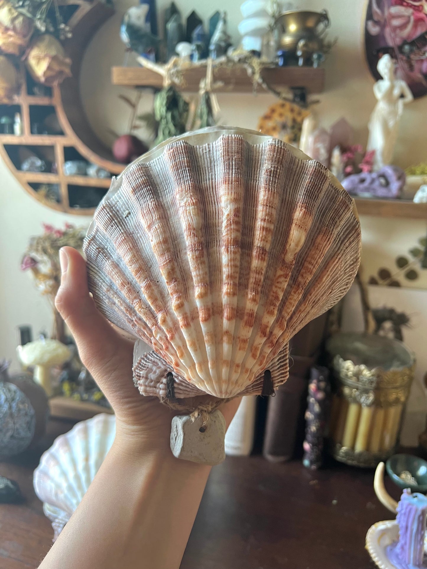 Seashell Grimoire
