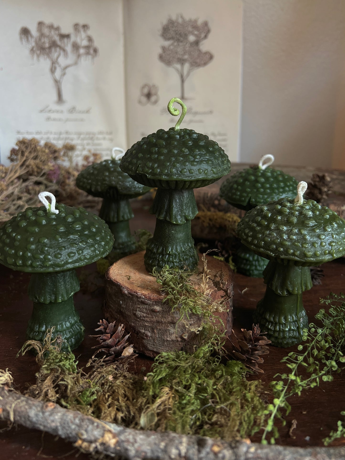 Beeswax Amanitas