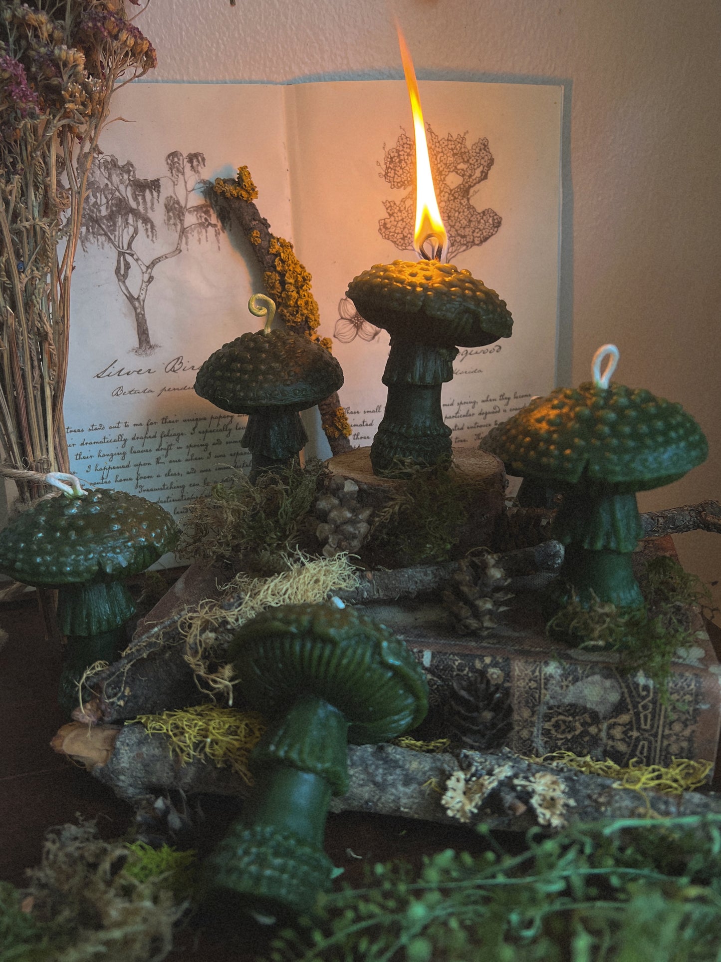 Beeswax Amanitas