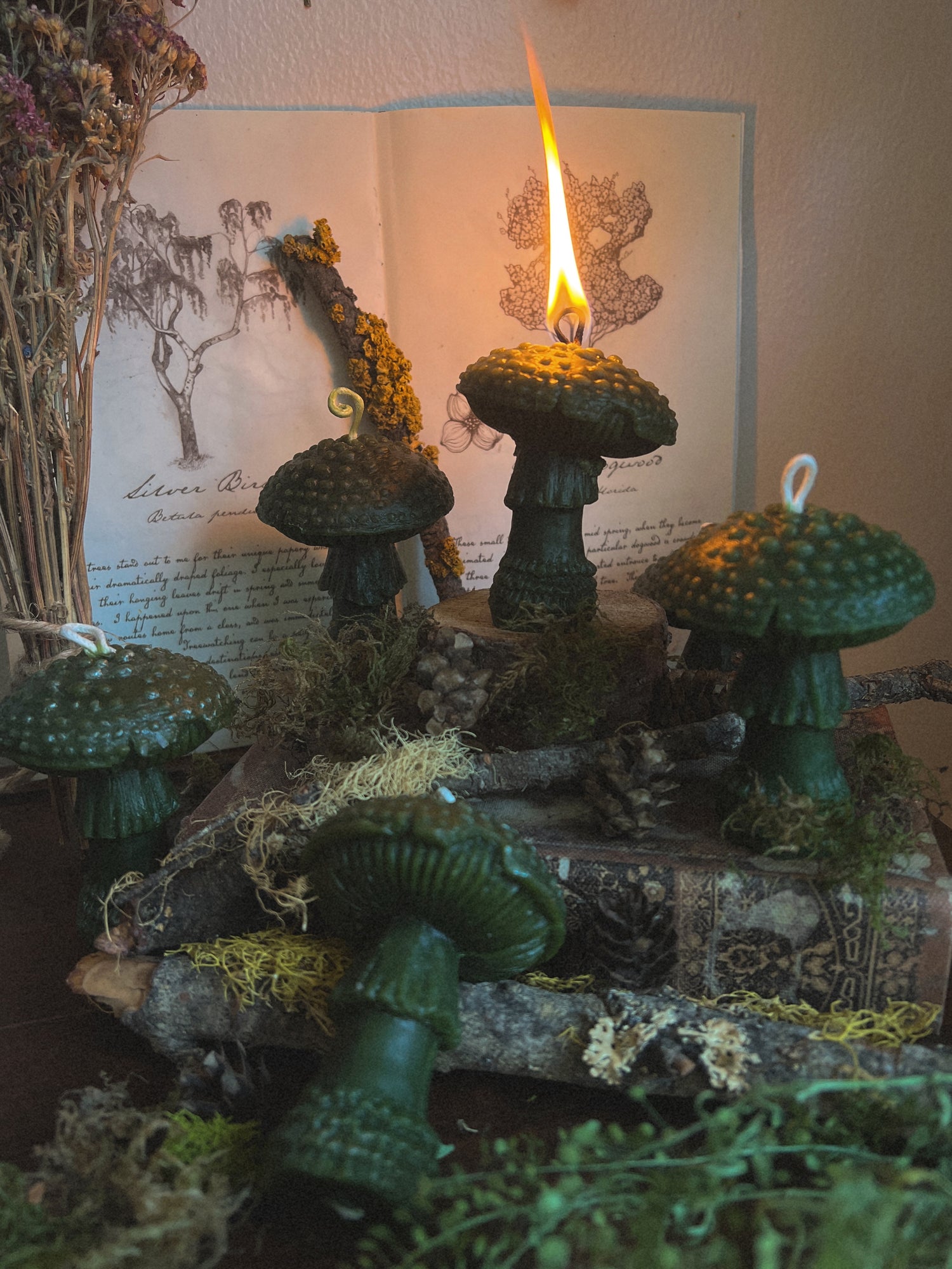 Beeswax Amanitas